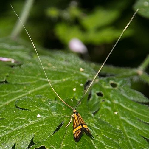 Réf. 184 088 : Nemophora degeerella